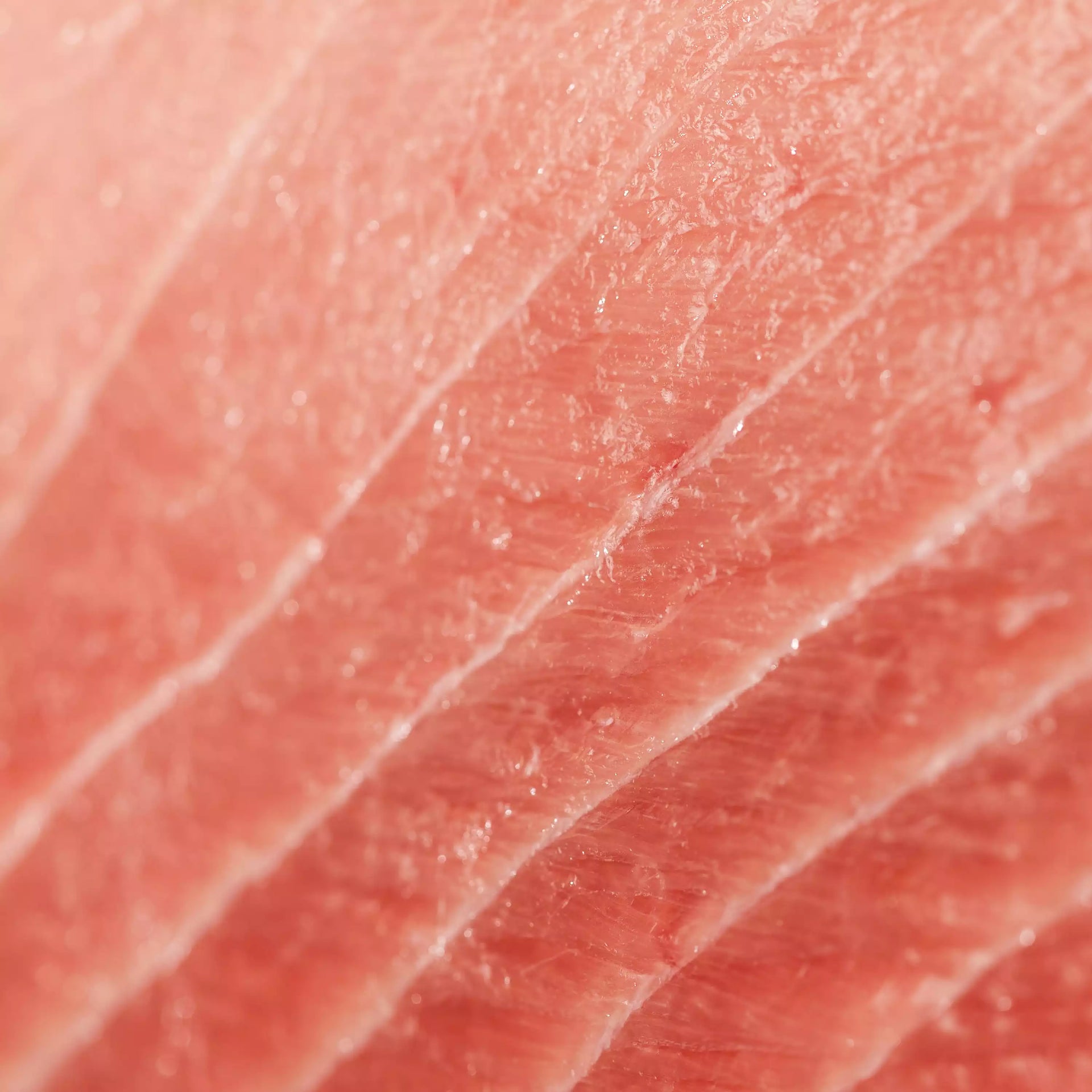 Bluefin Tuna Chu-Toro close up and texture - order fresh seafood online sushi sashimi grade home delivery riviera seafood club sustainable ranched pacific