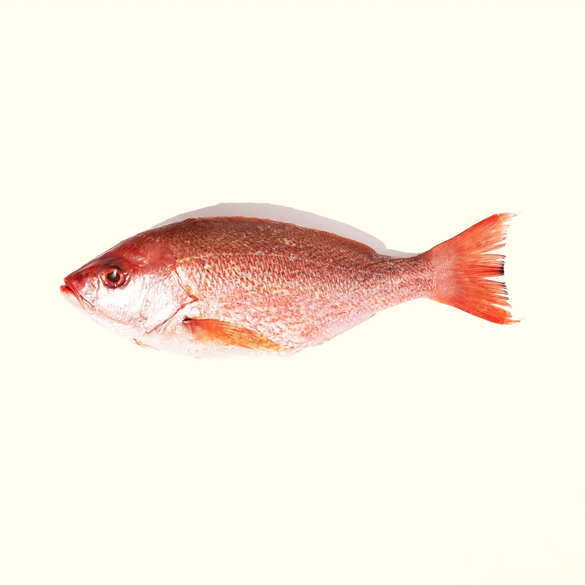Pacific Red Snapper (whole) - overhead photo showing bright red scales - order fresh seafood online buy home delivery riviera seafood club