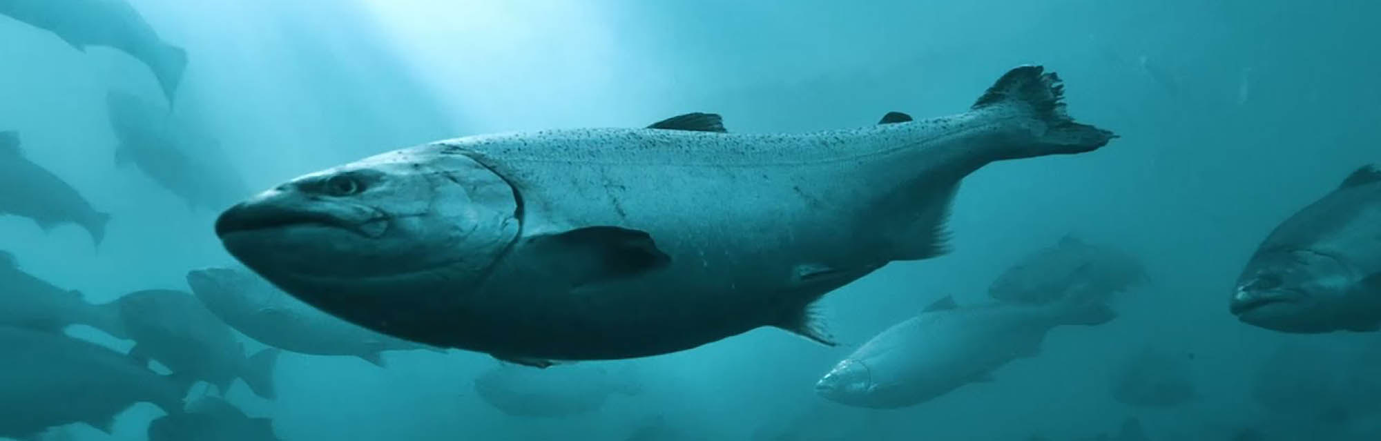 Ora King Salmon (New Zealand)