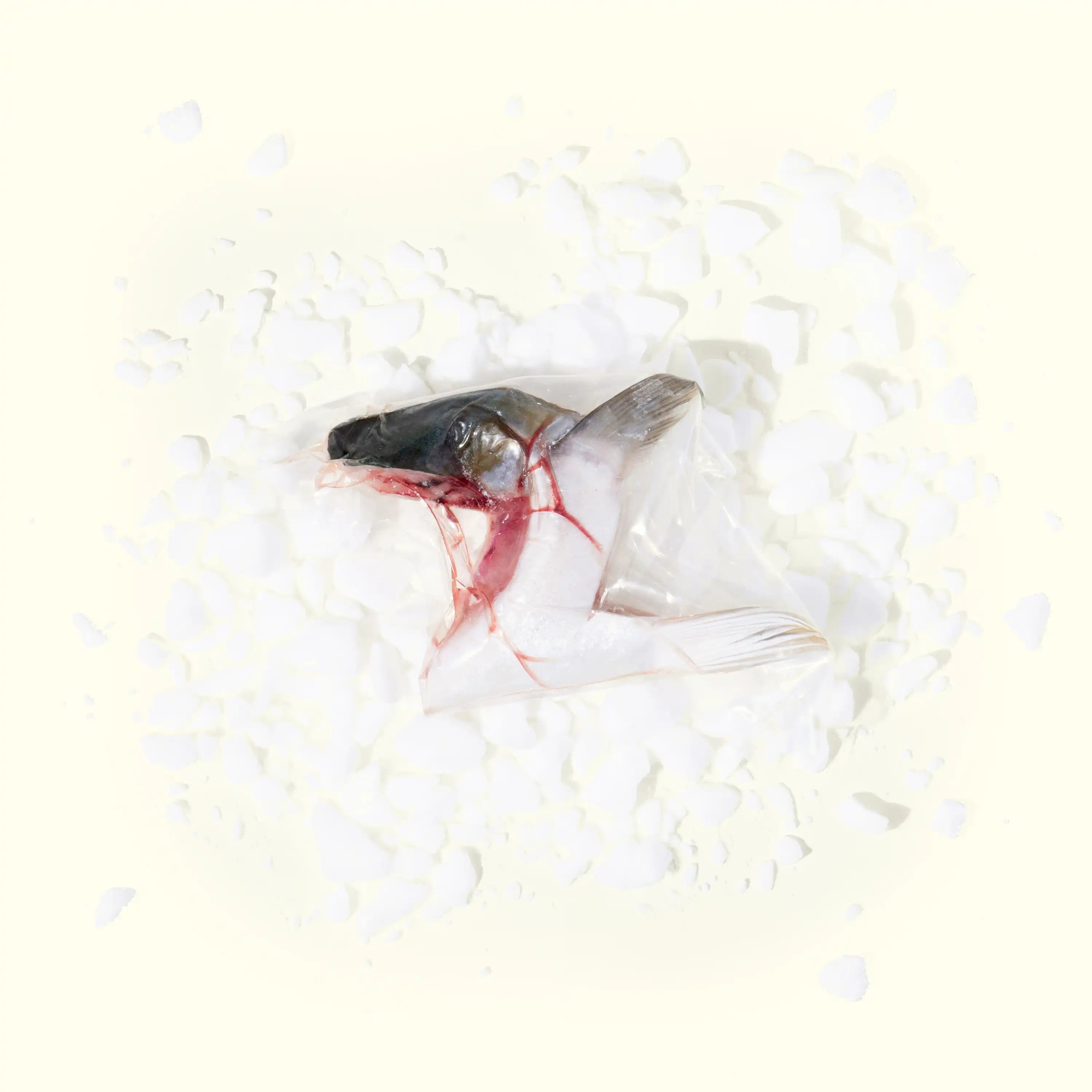 Hon-Hamachi (Yellowtail) Kama (Collar) on ice - skin side up - order fresh seafood online home delivery riviera seafood club