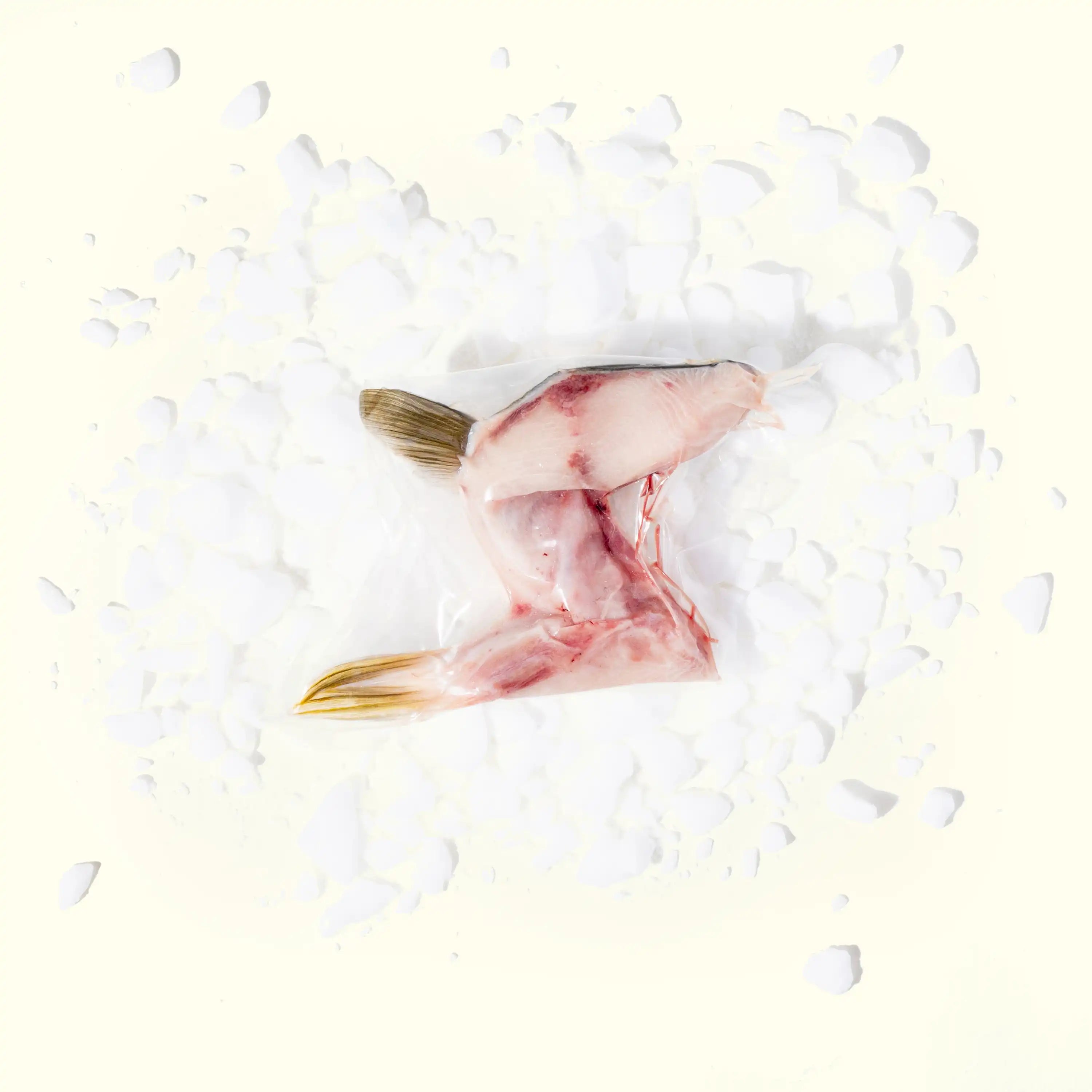 Hon-Hamachi (Yellowtail) Kama (Collar) on ice - skin side down - order fresh seafood online home delivery riviera seafood club