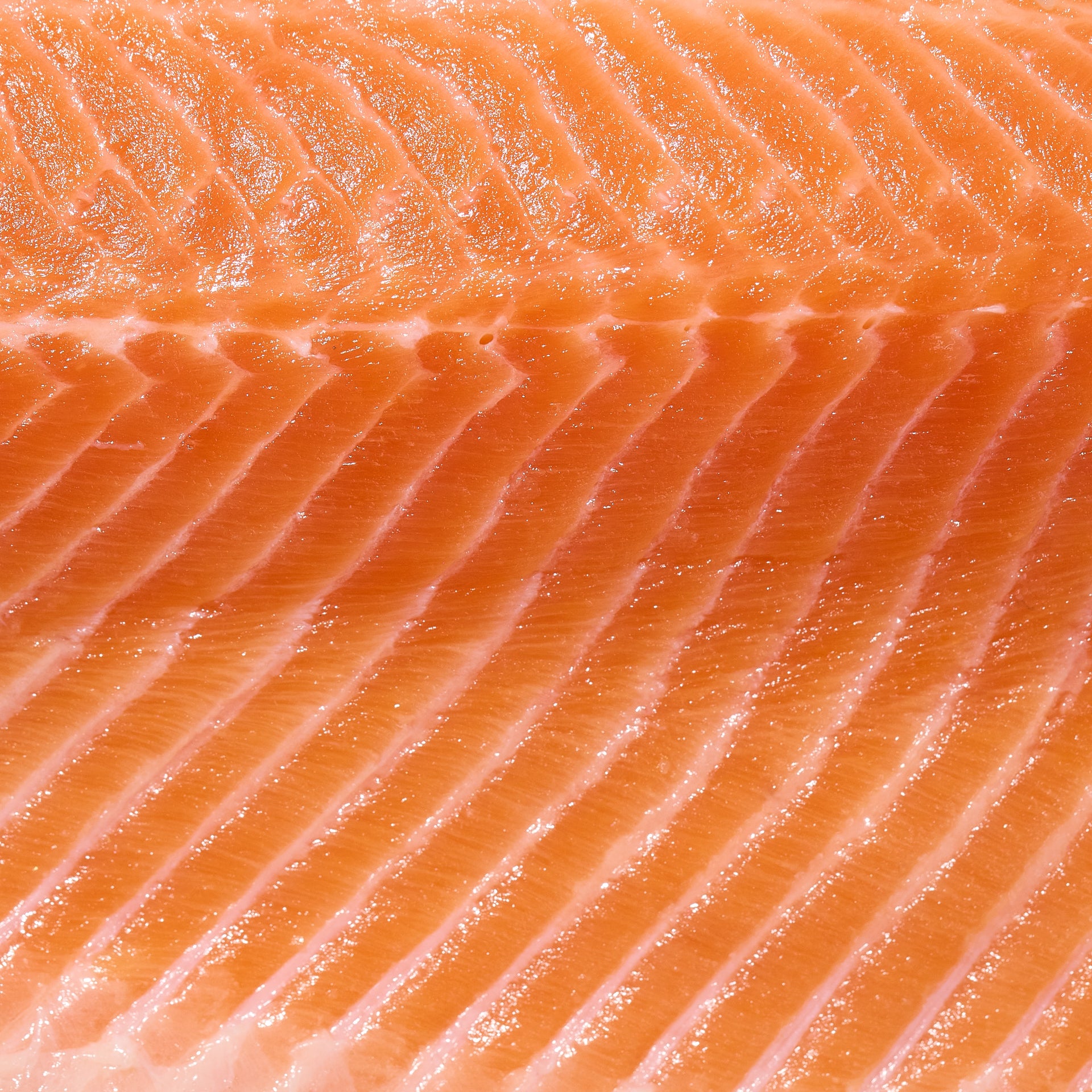 Steelhead Trout Filet