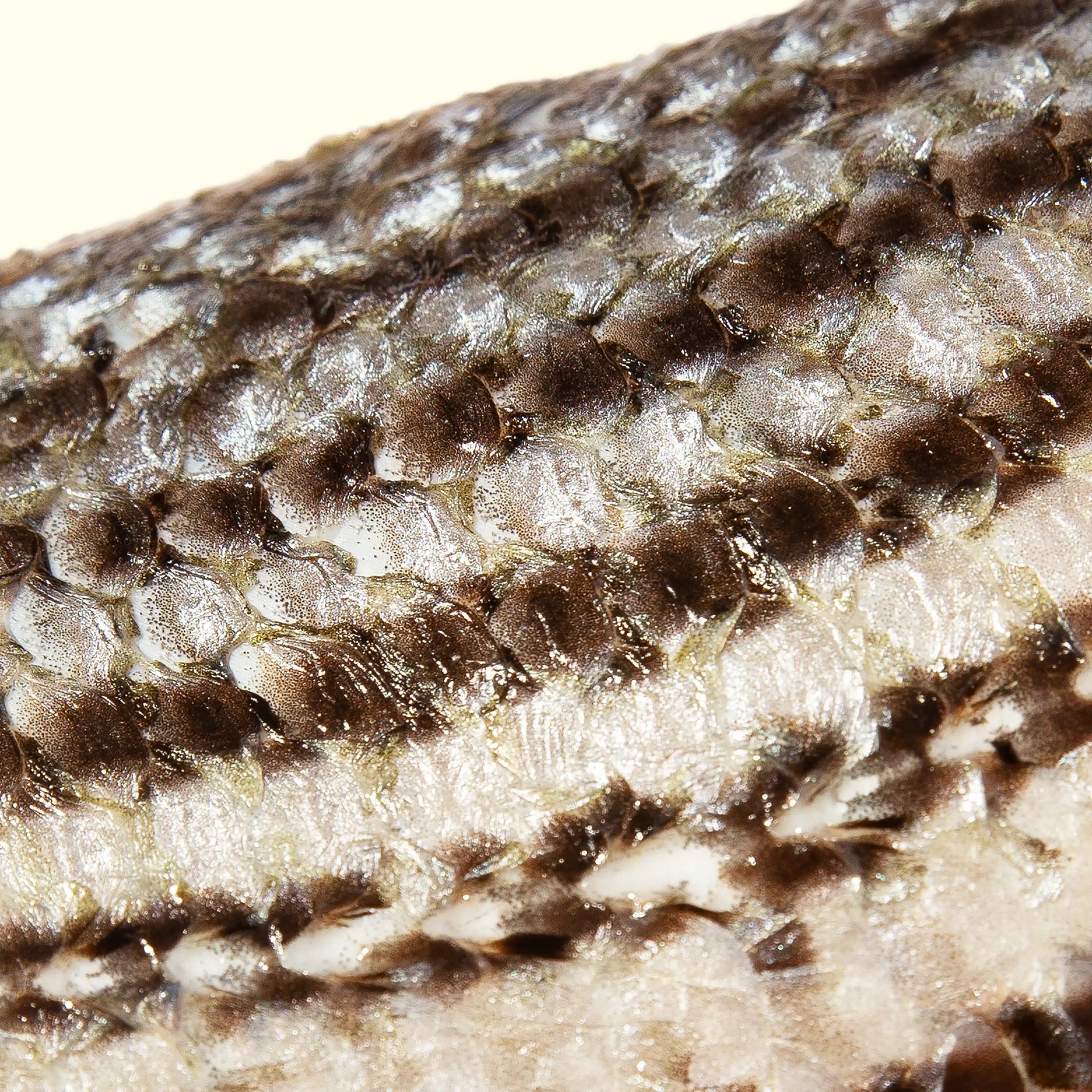 Striped Bass - close up photo of skin showing bold stripes - order fresh seafood online buy sushi sashimi grade fish home delivery riviera seafood club