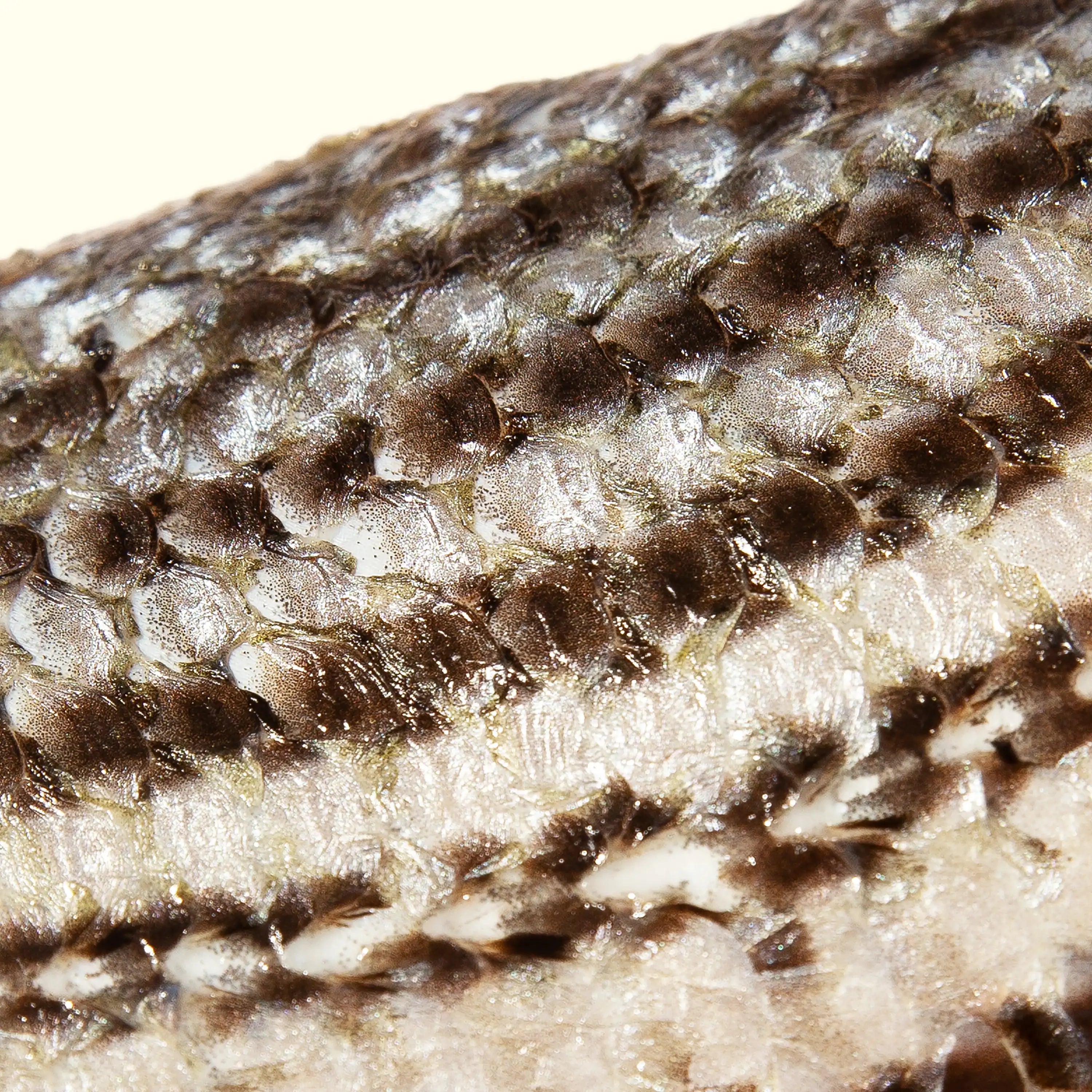 Striped Bass - close up photo of skin showing bold stripes - order fresh seafood online buy sushi sashimi grade fish home delivery riviera seafood club
