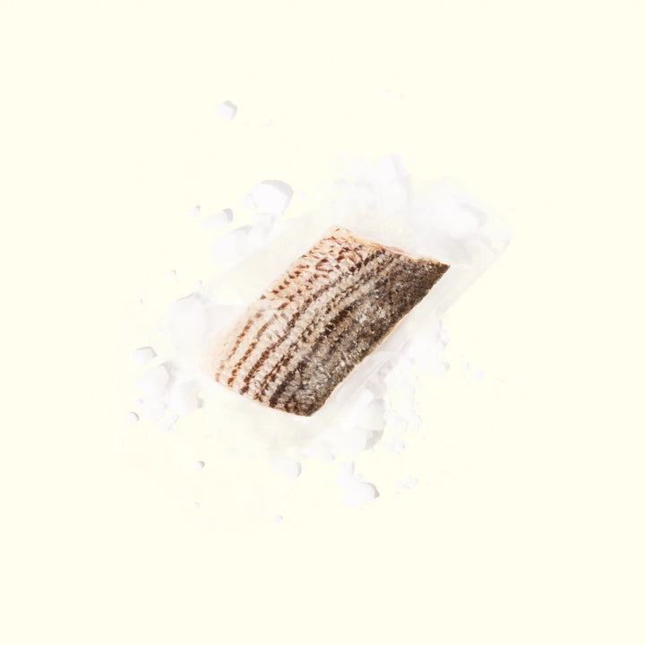 Striped Bass - overhead shot of filet with skin side up on ice showing bold stripes - order fresh seafood online buy sushi sashimi grade fish home delivery riviera seafood club