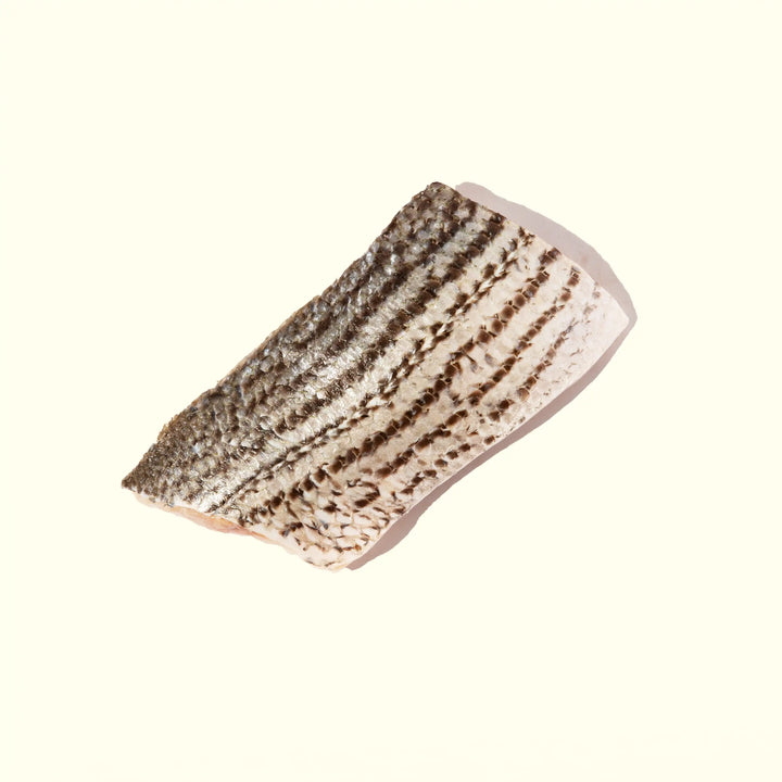 Striped Bass - overhead shot of filet with skin side up showing bold stripes - order fresh seafood online buy sushi sashimi grade fish home delivery riviera seafood club