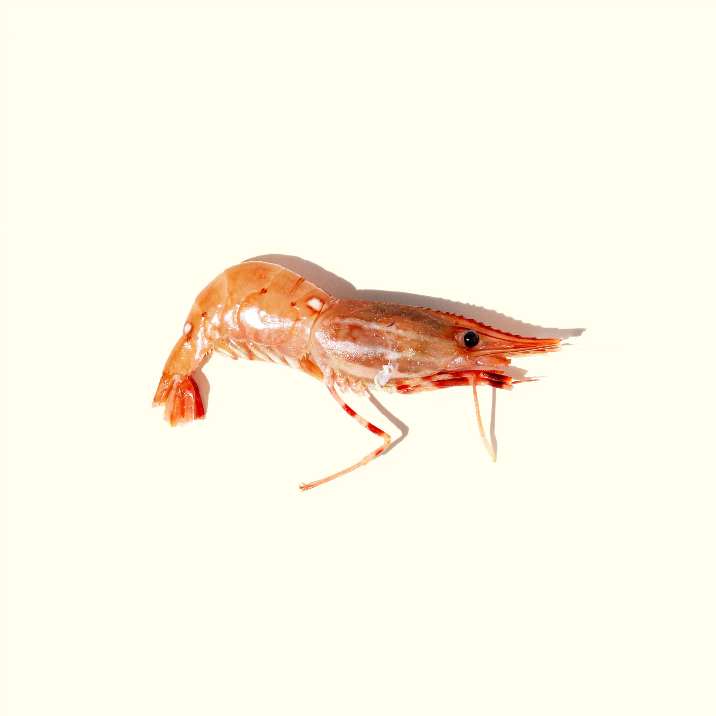 Wild-Caught Amaebi (Spot Prawn) order fresh seafood online Riviera Seafood Club