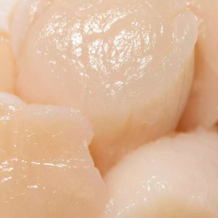 Wild Hokkaido Japanese Sea Scallops - close up showing soft delicate texture - order fresh seafood online buy sushi sashimi grade shellfish home delivery riviera seafood club