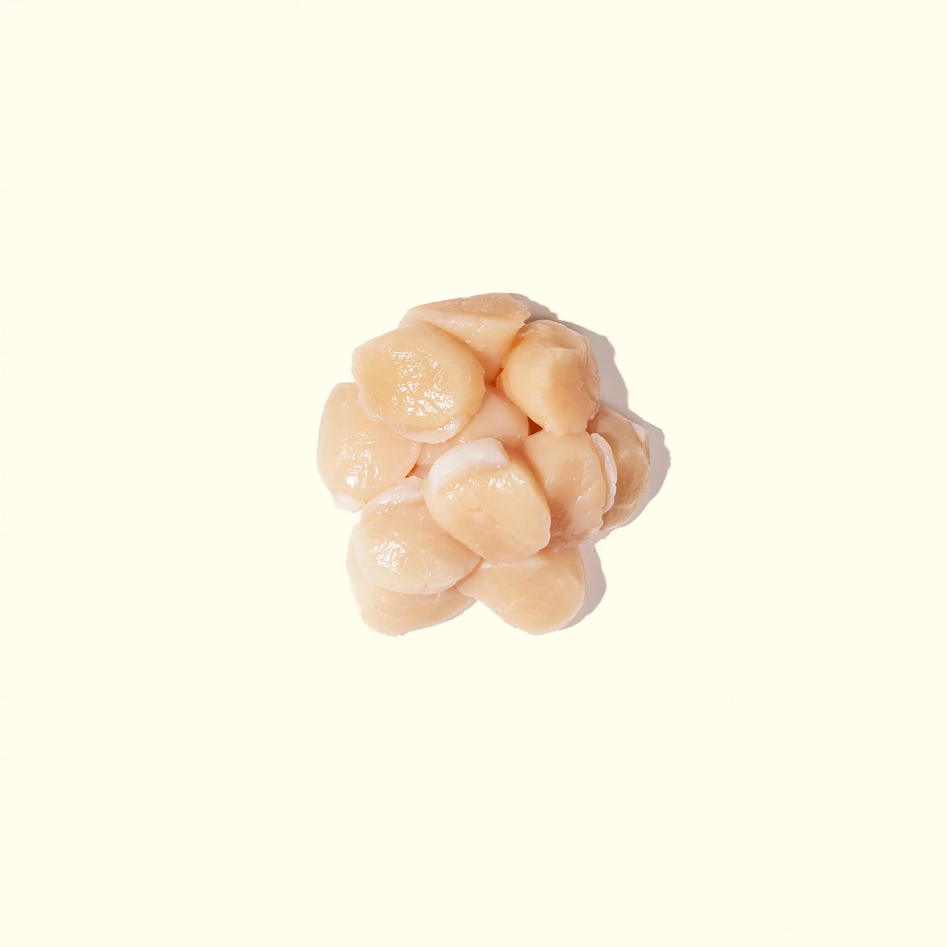Wild Hokkaido Japanese Sea Scallops - over head photo of a pile of scallops - order fresh seafood online buy sushi sashimi grade shellfish home delivery riviera seafood club
