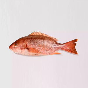 sushi grade Pacific Red Snapper Whole