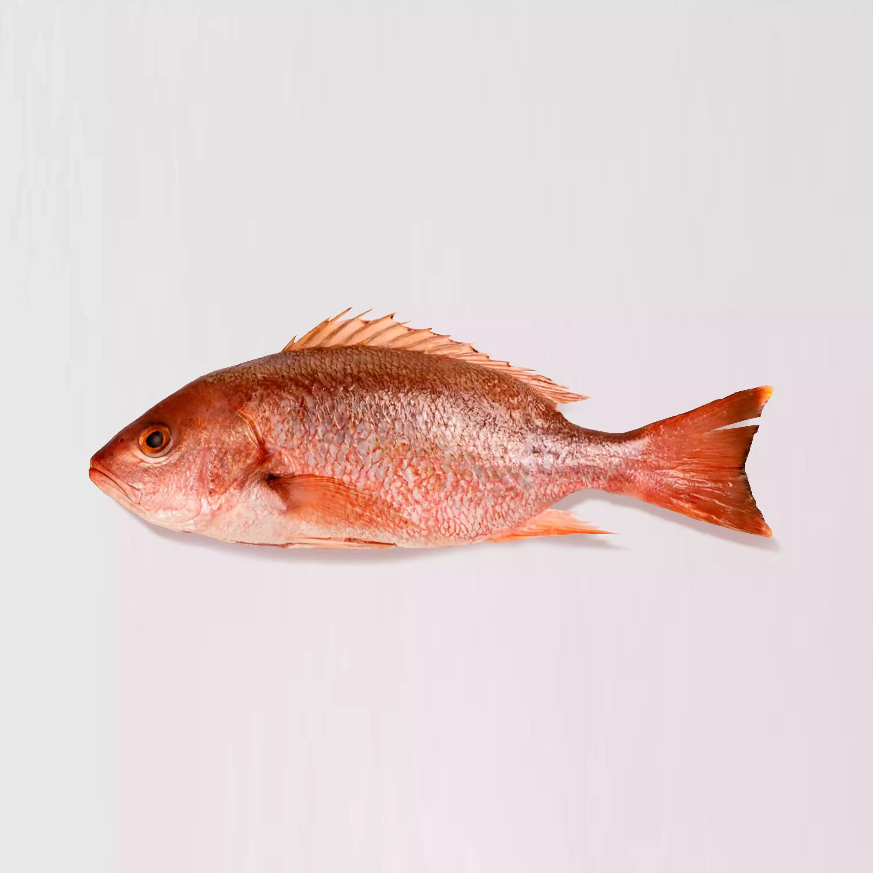https://rivieraseafoodclub.com/cdn/shop/files/red-snapper-whole_5000x.webp?v=1695670337